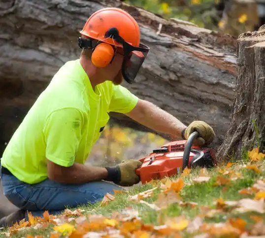 tree services Wacousta